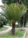 Cycas circinalis