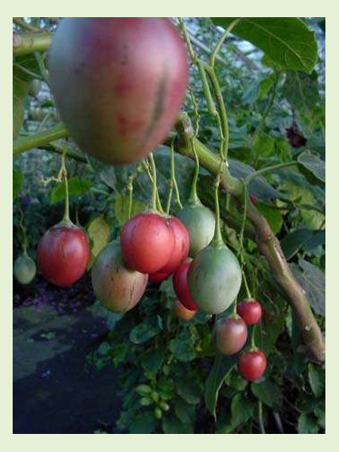 Cyphomendra betacea / Tamarillo / Arbre à tomates (rouge)