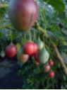 Cyphomendra betacea / Tamarillo / Arbre à tomates (rouge)