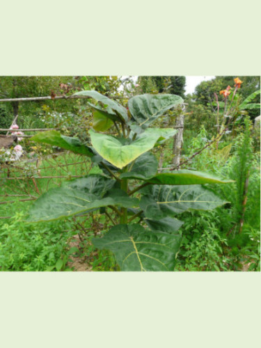 Cyphomendra betacea / Tamarillo / Arbre à tomates (rouge)