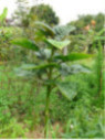 Cyphomendra betacea / Tamarillo / Arbre à tomates (rouge)