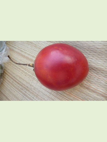 Cyphomendra betacea / Tamarillo / Arbre à tomates (rouge)