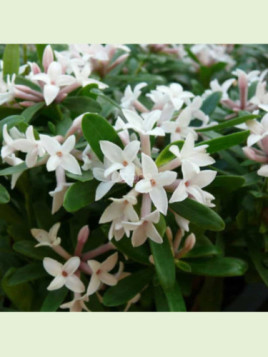 Daphne x transatlantica 'Eternal Fragrance®'