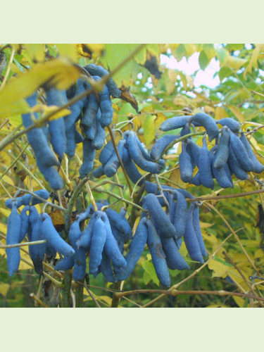 Decaisnea fargesii / Arbre aux haricots bleus