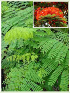 Delonix regia / Flamboyant royal