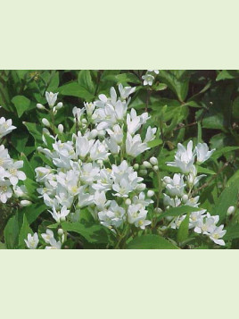 Deutzia crenata 'Nikko'