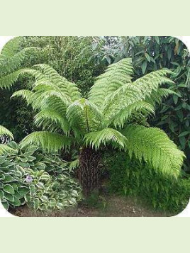 Dicksonia antartica / Fougère arborescente