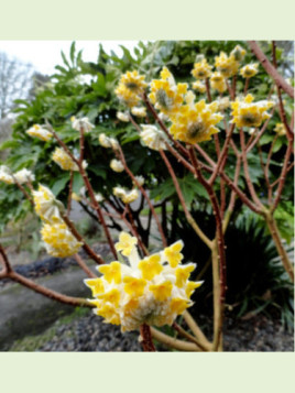 Edgeworthia chrysantha 'Nanjing gold'