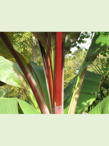 Ensete ventricosum 'Maurelii' / Bananier rouge d'Abyssinie