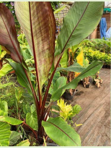 Ensete 'Montbeliardii'* / Bananier