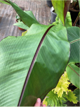 Ensete 'Montbeliardii'* / Bananier