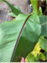 Ensete 'Montbeliardii'* / Bananier