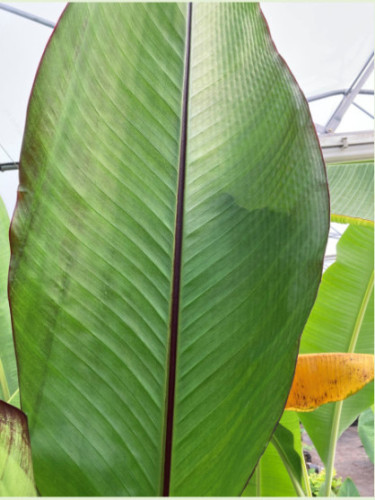 Ensete 'Montbeliardii'* / Bananier