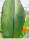 Ensete 'Montbeliardii'* / Bananier