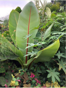 Ensete ventricosum* / Bananier