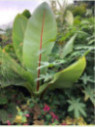 Ensete ventricosum* / Bananier