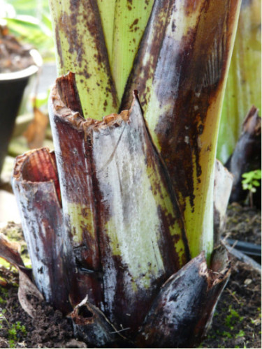 Ensete ventricosum* / Bananier