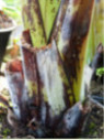 Ensete ventricosum* / Bananier