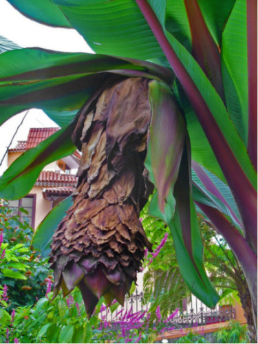 Ensete ventricosum* / Bananier