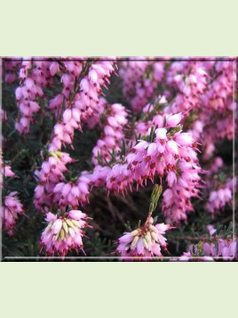 Erica darleyensis 'J.W. Porter' / Bruyere d'hiver (rose foncé)