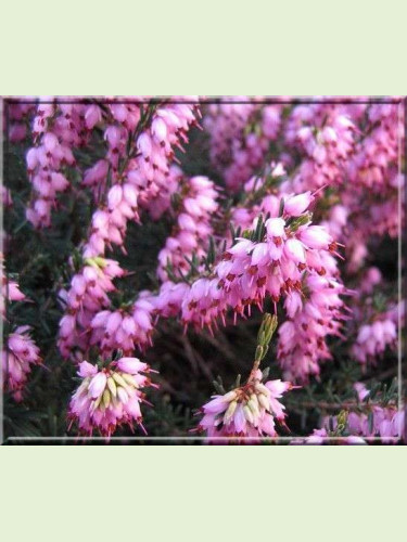 Erica darleyensis 'J.W. Porter' / Bruyere d'hiver (rose foncé)