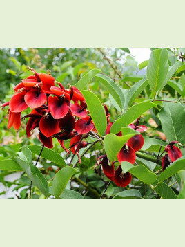 Erythrina crista-gallii