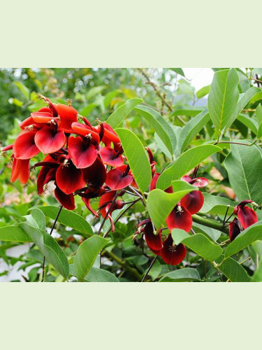 Erythrina crista-gallii