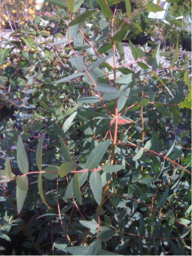 Eucalyptus parvifolia / Gommier à petites feuilles