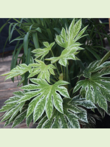 Fatsia japonica 'Spider web' / Aralia 'Toile d'araignée'