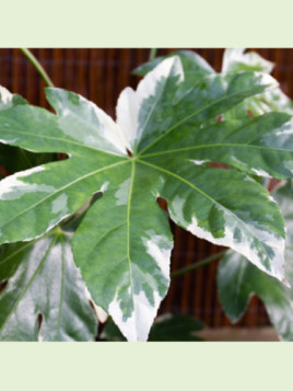 Fatsia japonica variegata