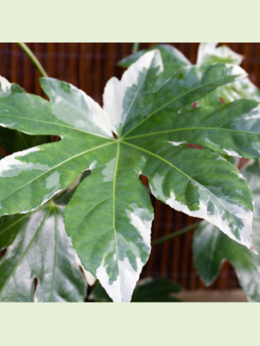 Fatsia japonica variegata