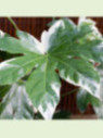 Fatsia japonica variegata