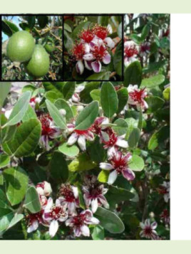 Feijoa sellowiana / Acca sellowiana / Goyavier d'Argentine