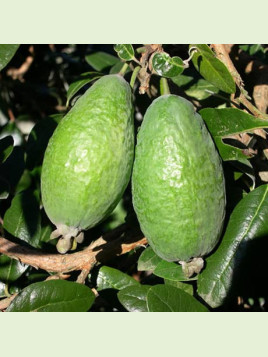 Feijoa sellowiana 'Apollo' / Acca / Goyavier d'Argentine