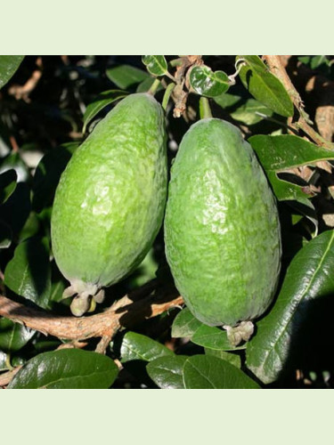 Feijoa sellowiana 'Apollo' / Acca / Goyavier d'Argentine