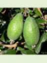 Feijoa sellowiana 'Apollo' / Acca / Goyavier d'Argentine