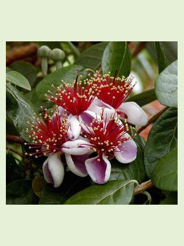 Feijoa sellowiana 'Gemini' / Acca / Goyavier d'Argentine