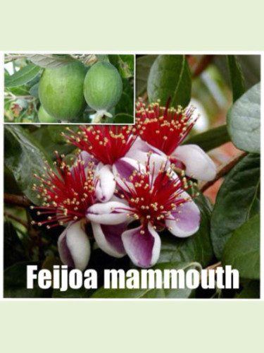 Feijoa sellowiana 'Mammoth'