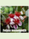 Feijoa sellowiana 'Mammoth'