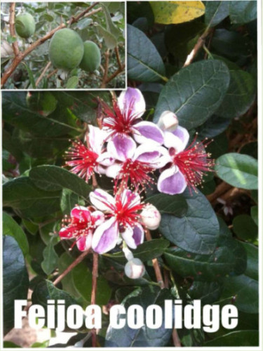 Feijoa sellowiana 'Marian' / Acca / Goyavier d'Argentine