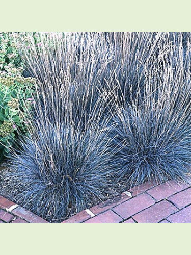 Festuca glauca 'Elijah Blue' / Fétuque bleu