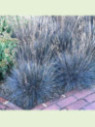 Festuca glauca 'Elijah Blue' / Fétuque bleu