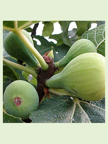 Ficus carisa  'Dame blanche' / Figuier