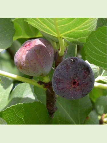 Ficus carica 'Violette dauphine' / Figuier