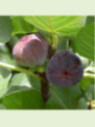 Ficus carica 'Violette dauphine' / Figuier