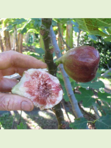 Ficus carica 'Brown Turkey' / Figuier