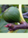 Ficus carica 'Rouge de Bordeaux' / Figuier (PASTILLIERE)