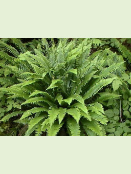 Blechnum spicant / Fougère