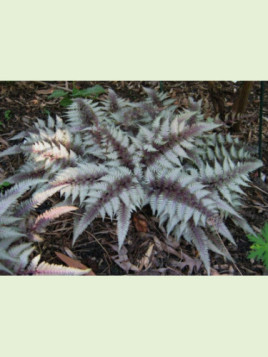 Athyrium niponicum 'Red Beauty' / Fougère