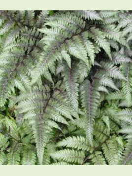 Athyrium niponicum pictum